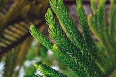 Pine tree leaf