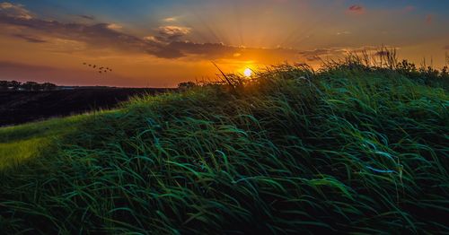 Scenic view of wheat field against sky during sunset