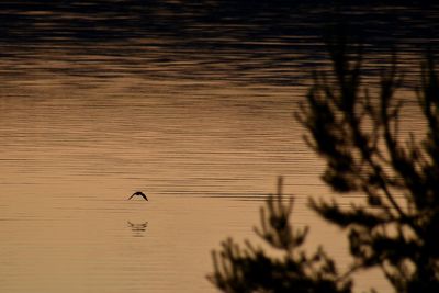 View of birds flying against the sky