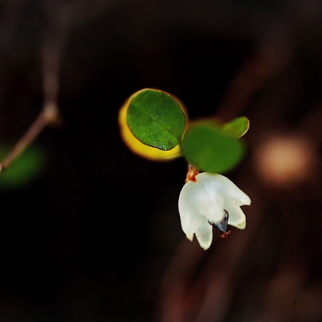 close-up, green color, focus on foreground, flower, selective focus, fragility, nature, growth, plant, white color, beauty in nature, freshness, no people, toy, new life, beginnings, green, day, outdoors, leaf