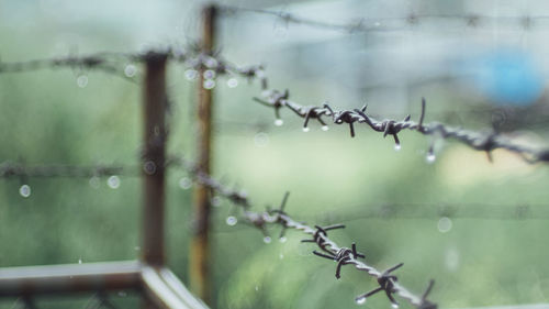 Close-up of spider on web