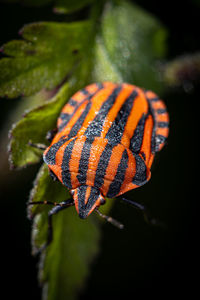 Close-up of insect on leaf