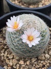 High angle view of crocus flowers