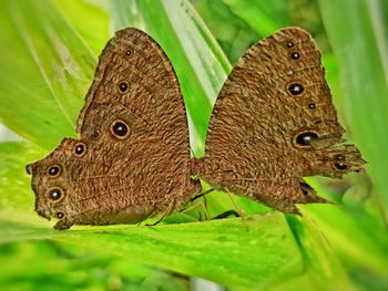 Close-up of butterfly on leaves