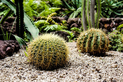 Close-up of cactus growing on field