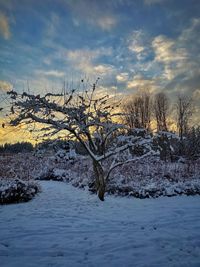 Bare tree on snow covered land against sky during sunset