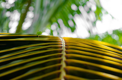 Close-up of palm leaves