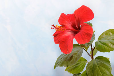 Bright large red chinese hibiscus flower hibiscus rosa-sinensis on a blurred blue marble background.