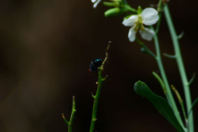 Close-up of insect on plant