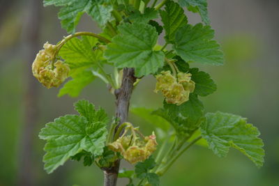 Close-up of green rose on plant