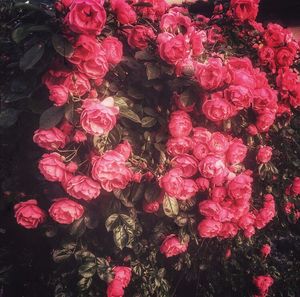 Close-up of pink rose