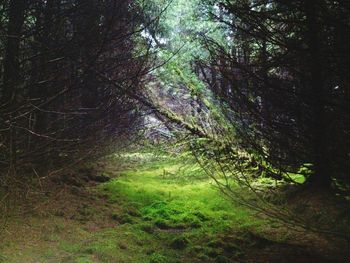 Trees in forest