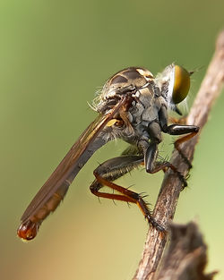 Close-up of fly on twig