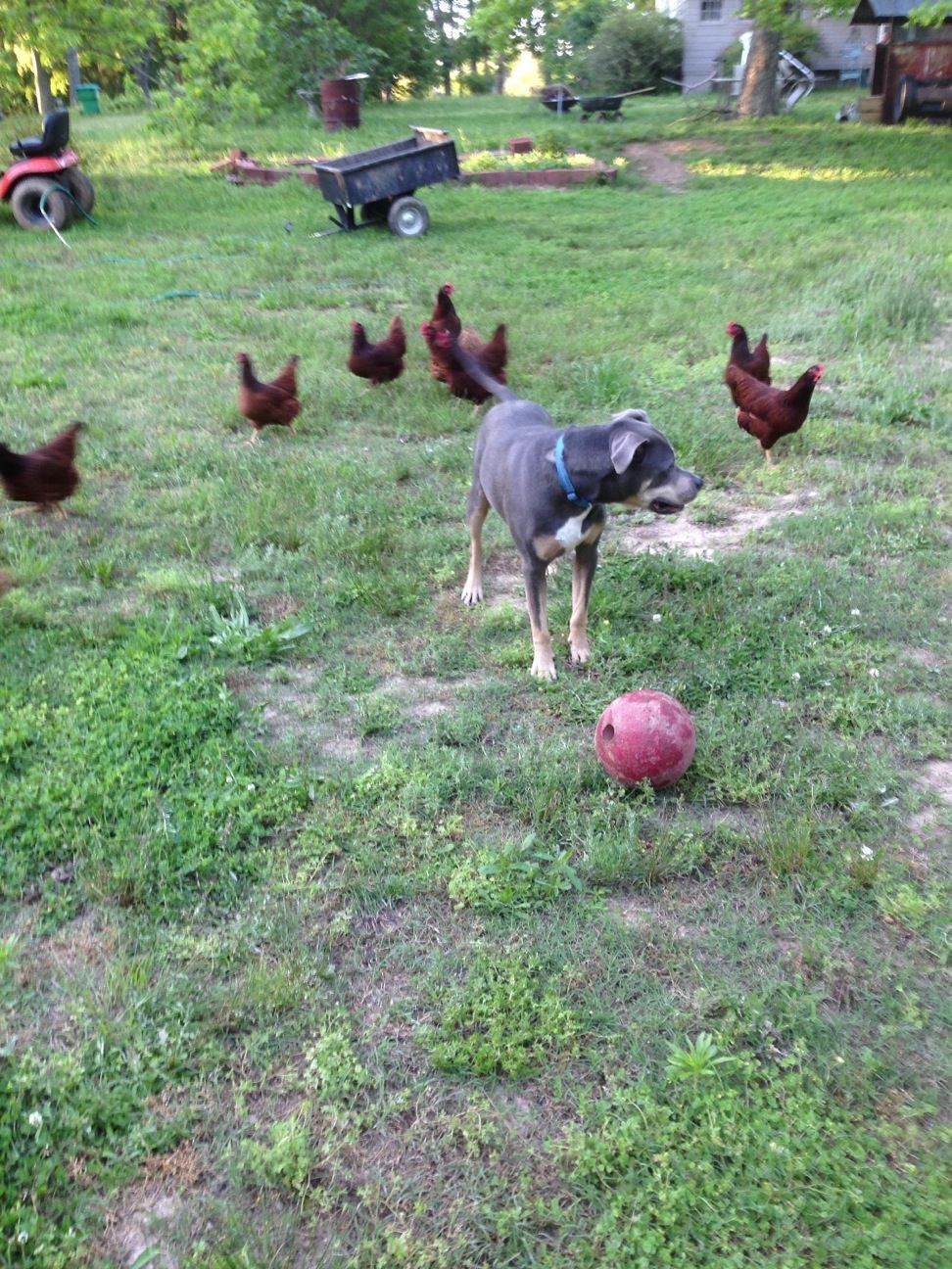 Being chaced down by chickens