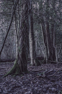 View of trees in forest