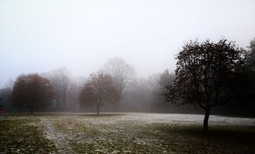 Trees on field against sky during winter