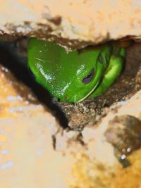 Close-up of green lizard