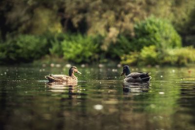 Ducks swimming on lake