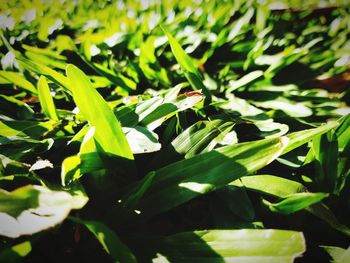 High angle view of plants growing on field