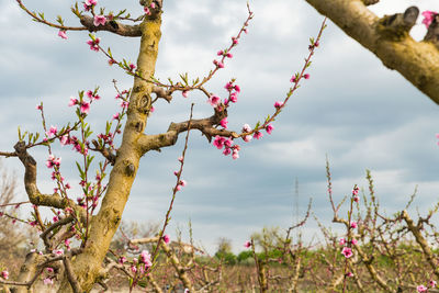 Low angle view of flowering plants on land against sky