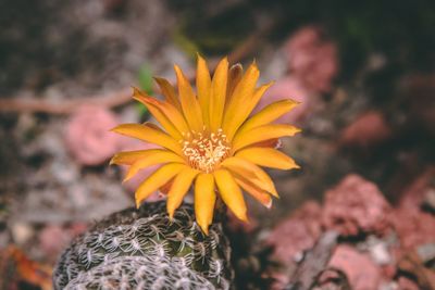 Close-up of yellow flower