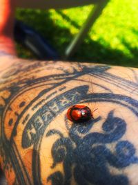 Close-up of ladybug on leaf