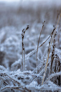 Snow covered landscape