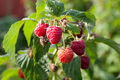 Close-up of strawberry growing on plant