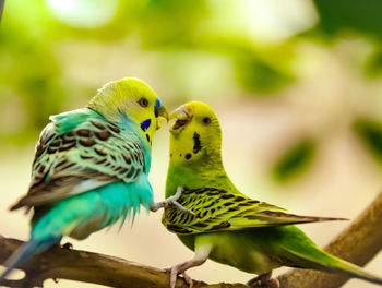 Close-up of parrot perching on branch