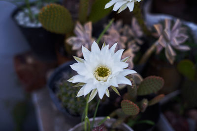 Close-up of white flowering plant