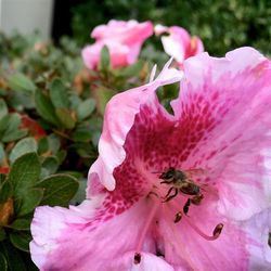 Close-up of pink flowers