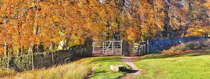 Scenic view of trees during autumn