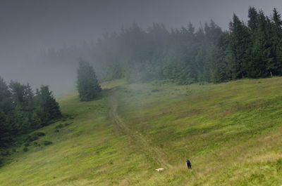 Scenic view of forest