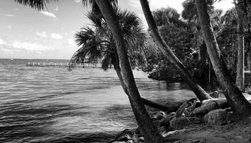 Scenic view of palm trees by sea against sky