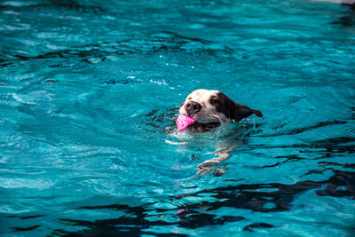 Dog swimming in pool