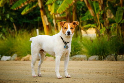 Portrait of jack russell terrier standing on footpath