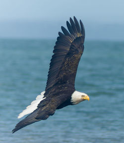 Bald eagle flying at beach against sky