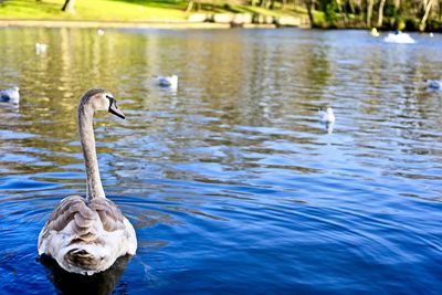 Swan swimming in lake