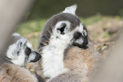 Close-up of two sheep