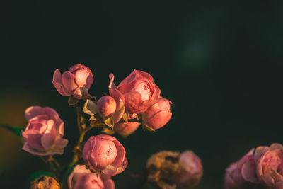 Close-up of flowers blooming outdoors