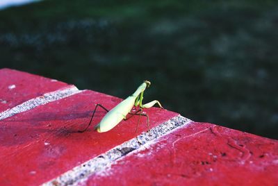 High angle view of praying mantis on retaining wall