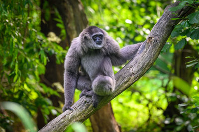 Monkey sitting on a tree