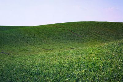 Scenic view of agricultural field against sky