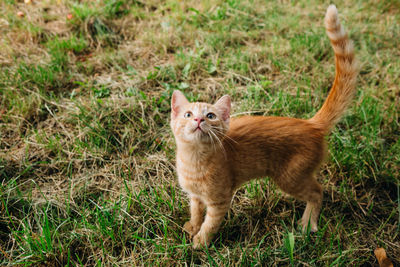 Portrait of cat standing on field