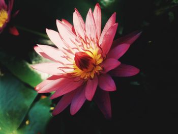 Close-up of pink lotus blooming outdoors