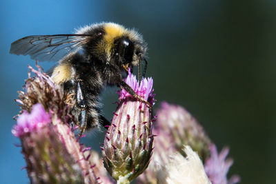 Close-up of bee on purple flower