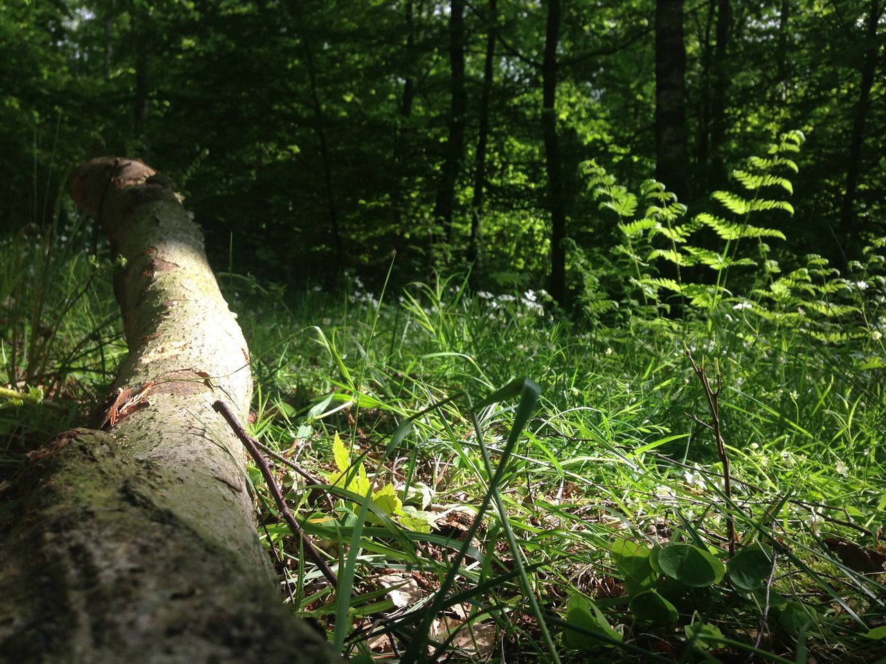 tree, forest, growth, plant, green color, nature, grass, tree trunk, tranquility, beauty in nature, outdoors, day, tranquil scene, woodland, lush foliage, standing, field, relaxation