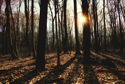 Sunlight streaming through trees in forest