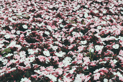 Full frame shot of pink flowering plants