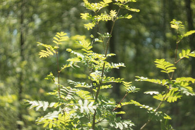 Close-up of leaves and trees in the forest